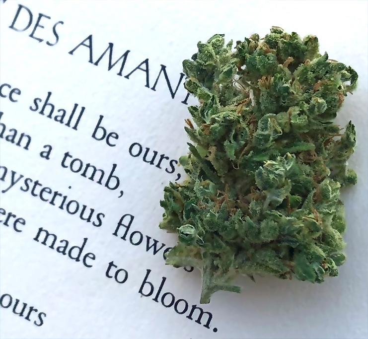 grimmdog strain by sunmed growers