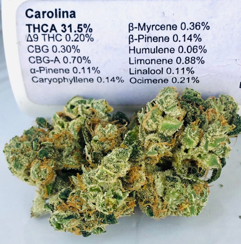 Carolina by Curio