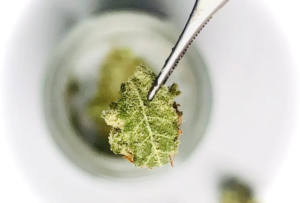 Cannabis Micro-Dosing